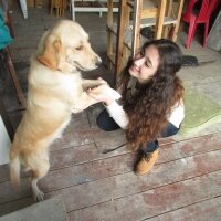 Golden Retriever, Köpek  Venüs fotoğrafı