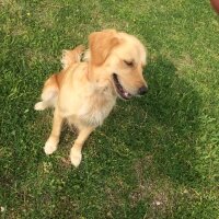 Golden Retriever, Köpek  Venüs fotoğrafı