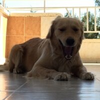 Golden Retriever, Köpek  Venüs fotoğrafı