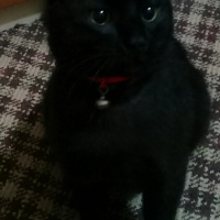 Bombay, Kedi  Loki fotoğrafı