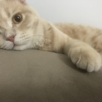 British Shorthair, Kedi  Leo fotoğrafı