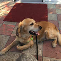 Golden Retriever, Köpek  Toroman fotoğrafı