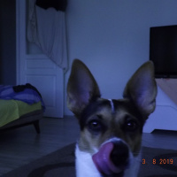 Jack Russell Terrier, Köpek  Cookie fotoğrafı