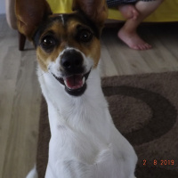 Jack Russell Terrier, Köpek  Cookie fotoğrafı