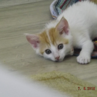 Tekir Kedi, Kedi  Norris fotoğrafı