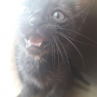 Tuxedo (Smokin) Kedi, Kedi  Kuduruk Kuyruk fotoğrafı