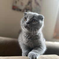 Scottish Fold, Kedi  Muzo fotoğrafı