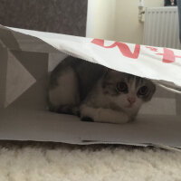 British Shorthair, Kedi  Luna fotoğrafı