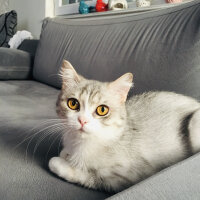 British Shorthair, Kedi  Luna fotoğrafı