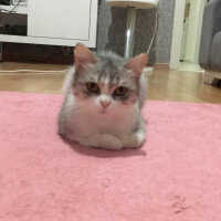 British Shorthair, Kedi  Luna fotoğrafı