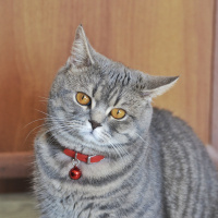 British Shorthair, Kedi  Paşa fotoğrafı