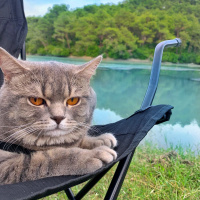British Shorthair, Kedi  Paşa fotoğrafı