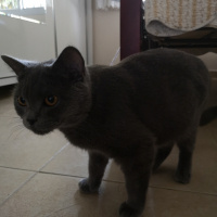 British Shorthair, Kedi  Mişa fotoğrafı