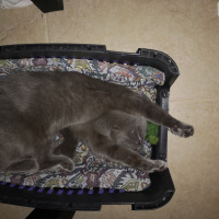 British Shorthair, Kedi  Mişa fotoğrafı