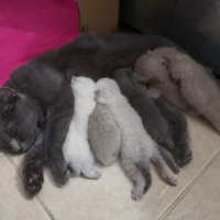 British Shorthair, Kedi  Mişa fotoğrafı
