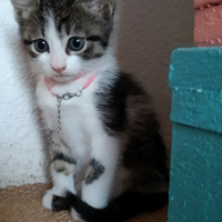 Tekir Kedi, Kedi  İrmik fotoğrafı