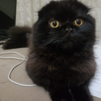 Scottish Fold, Kedi  Böcü fotoğrafı