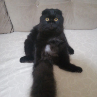 Scottish Fold, Kedi  Böcü fotoğrafı