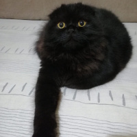 Scottish Fold, Kedi  Böcü fotoğrafı