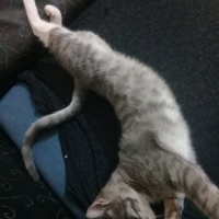 Tekir Kedi, Kedi  Yok fotoğrafı