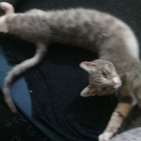 Tekir Kedi, Kedi  Yok fotoğrafı