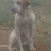 Pointer, Köpek  Gomis fotoğrafı