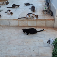 Bombay, Kedi  Gece fotoğrafı