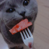 Scottish Fold, Kedi  Duman fotoğrafı