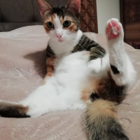 Tekir Kedi, Kedi  MÜBECCEL fotoğrafı