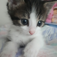 Tekir Kedi, Kedi  Nasip fotoğrafı