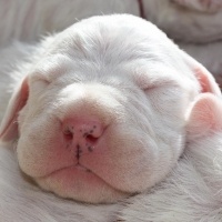 Dogo Arjantin, Köpek  DOGO ARJANTİN fotoğrafı