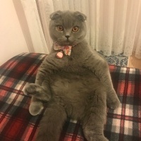 Scottish Fold, Kedi  Gümüş fotoğrafı