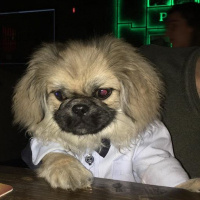 Pekingese, Köpek  Bobby fotoğrafı