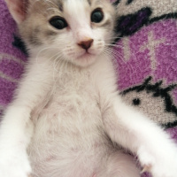 Tekir Kedi, Kedi  tanya fotoğrafı