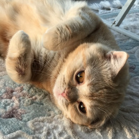 British Shorthair, Kedi  Oscar fotoğrafı