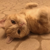 British Shorthair, Kedi  Oscar fotoğrafı