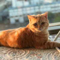 British Shorthair, Kedi  Oscar fotoğrafı