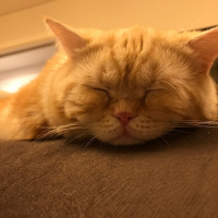 British Shorthair, Kedi  Oscar fotoğrafı