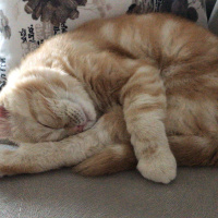 British Shorthair, Kedi  Oscar fotoğrafı