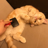 British Shorthair, Kedi  Oscar fotoğrafı