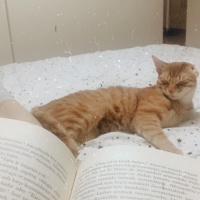 Sarman, Kedi  Hayati fotoğrafı