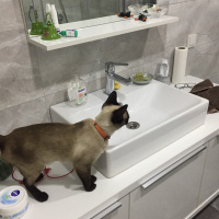 Siyam Kedisi, Kedi  MOCA fotoğrafı