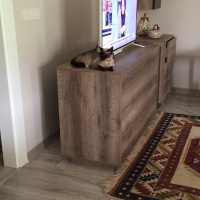 Siyam Kedisi, Kedi  MOCA fotoğrafı