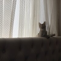 Tekir Kedi, Kedi  Pati fotoğrafı