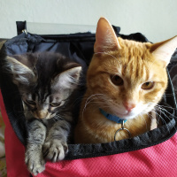 Sarman, Kedi  Prens fotoğrafı