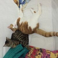 Tekir Kedi, Kedi  Bıdık fotoğrafı