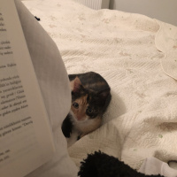 Tekir Kedi, Kedi  Şanslı fotoğrafı