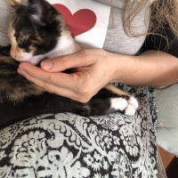 Tekir Kedi, Kedi  Şanslı fotoğrafı