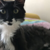 Tuxedo (Smokin) Kedi, Kedi  şeker fotoğrafı