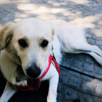 Golden Retriever, Köpek  Lady fotoğrafı